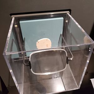 Spiders Alive! Amber Fossil Display - October 2023