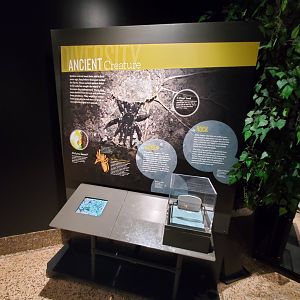 Spiders Alive! Amber Fossil Interpretives - October 2023