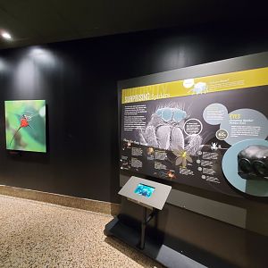 Spiders Alive! Interpretive Graphics - October 2023