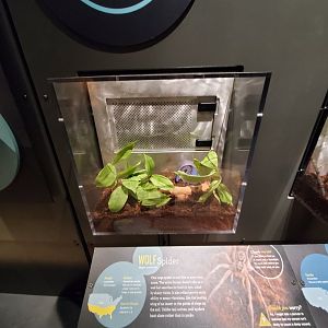 Spiders Alive! Wolf Spider Exhibit - October 2023
