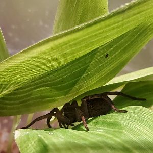 Spiders Alive! Wolf Spider - October 2023