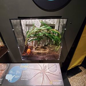 Spiders Alive! Fishing Spider Exhibit - October 2023