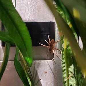 Spiders Alive! Fishing Spider - October 2023
