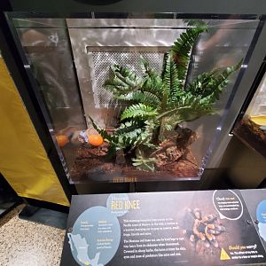 Spiders Alive! Mexican Red-Knee Tarantula Exhibit - October 2023