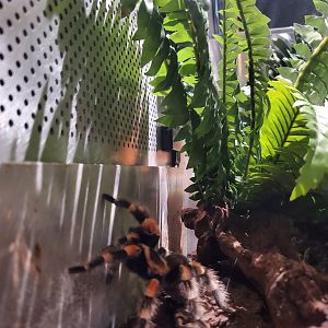 Spiders Alive! Mexican Red-Knee Tarantula -  October 2023