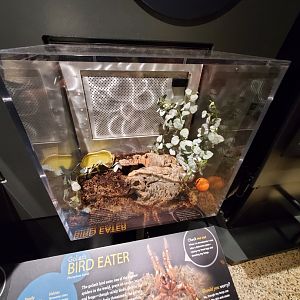 Spiders Alive! Goliath Bird-Eater Exhibit - October 2023