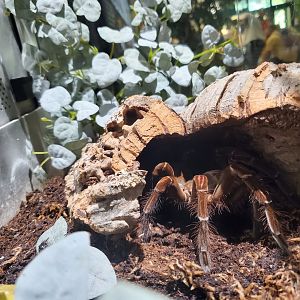 Spiders Alive! Goliath Birdeater - October 2023