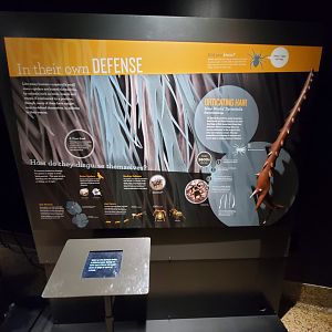 Spiders Alive! Interpretive Graphics - October 2023