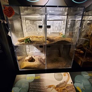 Spiders Alive! Desert Hairy Scorpion Exhibits - October 2023