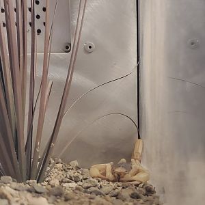 Spiders Alive! Desert Hairy Scorpion - October 2023