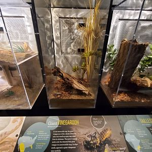 Spiders Alive! Giant Vinegaroon Exhibit -  October 2023