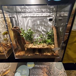 Spiders Alive! Tailless Whip Scorpion - October 2023