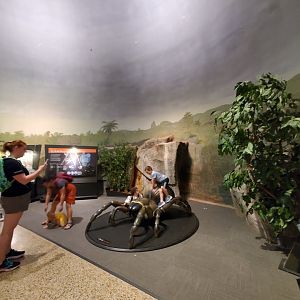 Spiders Alive! Former Hoffmann's Two-Toed Sloth/Red-Rumped Agouti Exhibit - October 2023