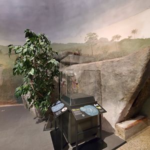 Spiders Alive! Interpretive Graphics in former Hoffmann's Two-Toed Sloth/Red-Rumped Agouti Exhibit - October 2023