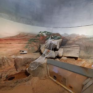 Spiders Alive! Former Meerkat Exhibit - October 2023