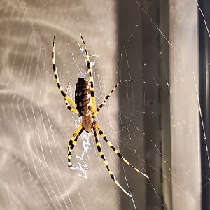 Spiders Alive! Banded Garden Spider - October 2023
