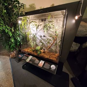 Spiders Alive! Banded Garden Spider Exhibit - October 2023