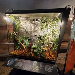 Spiders Alive! Golden Silk-Orb Weaver Exhibit - October 2023