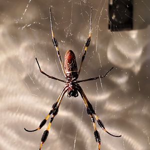 Spiders Alive! Golden Silk-Orb Weaver - October 2023