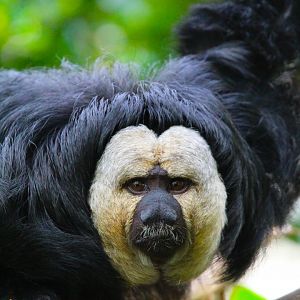 Male Saki Monkey- 9th November 2023