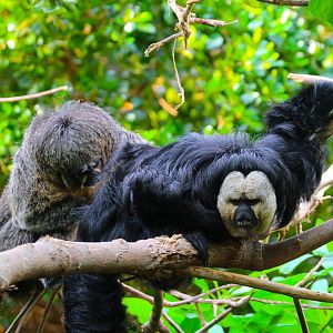 Saki Monkeys- 9th November 2023