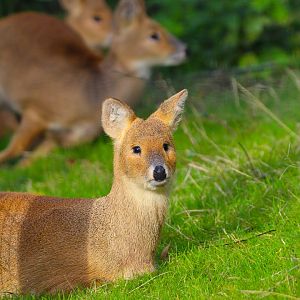 Chinese Water Deer- 9th November 2023