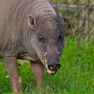 Beth the Sulawesi Babirusa- 9th November 2023