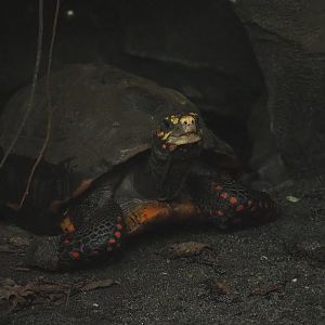 Red-footed tortoise (Chelonoidis carbonarius), 2023-10-07