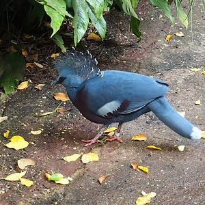 Victoria crowned pigeon (Goura victoria), 2023-10-07