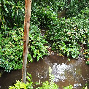 Bush - Partially overgrown pond and leaf-cutter ant pole, 2023-10-07
