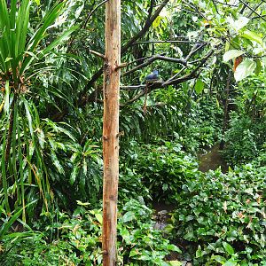 Bush - Partially overgrown pond, trees with Victoria crowned pigeon nest and leaf-cutter ant poles and wires, 2023-10-07