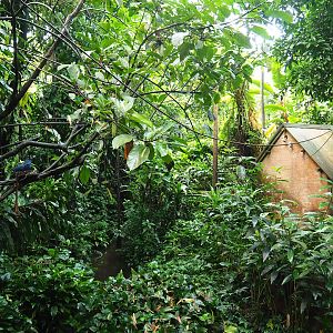 Bush - Partially overgrown pond, trees with Victoria crowned pigeon nest, hut and leaf-cutter ant poles and wires, 2023-10-07