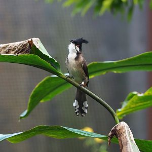 Red-whiskered bulbul (Pycnonotus jocosus), 2023-10-07