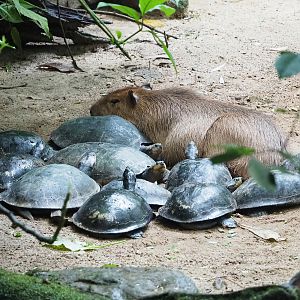 Capybara (Hydrochoerus hydrochaeris) and Yellow-spotted Amazon river turtles (Podocnemis unifilis), 2023-10-07
