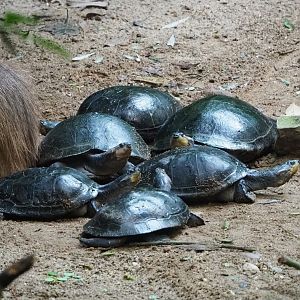 Yellow-spotted Amazon river turtles (Podocnemis unifilis), 2023-10-07