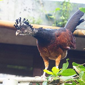 Great curassow (Crax rubra rubra), 2023-10-07