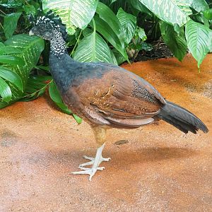 Great curassow (Crax rubra rubra), 2023-10-07