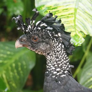 Great curassow (Crax rubra rubra), 2023-10-07