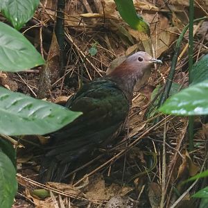 Chestnut-naped imperial pigeon (Ducula aenea paulina), 2023-10-07