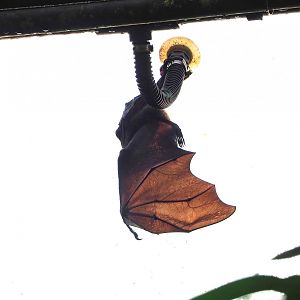 Rodriguez flying fox (Pteropus rodricensis), 2023-10-07