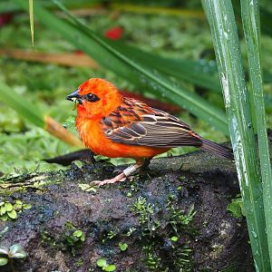 Madagascar red fody (Foudia madagascariensis), 2023-10-07