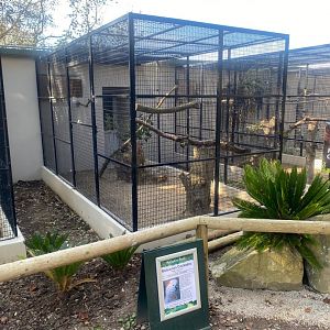 Moluccan cockatoo aviary 081023