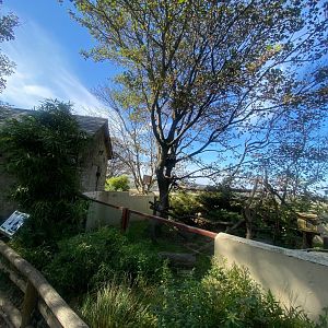Nepalese red panda exhibit 081023