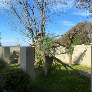 Nepalese red panda exhibit 081023
