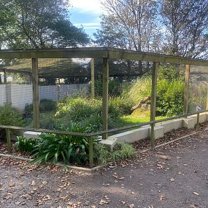 Abyssinian ground hornbill aviary 081023