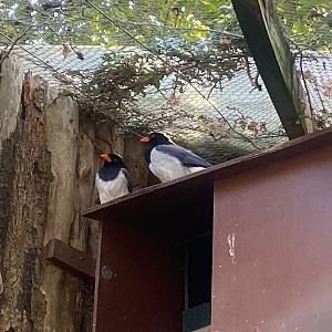 Red-billed blue magpies 081023
