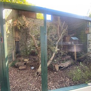 British red squirrel exhibit 081023