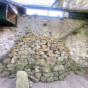 British red-billed chough aviary 081023