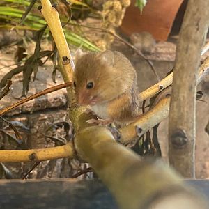 Eurasian harvest mouse 081023
