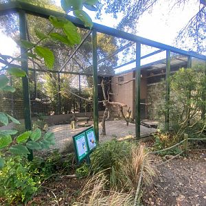 Blue-throated macaw aviary 081023